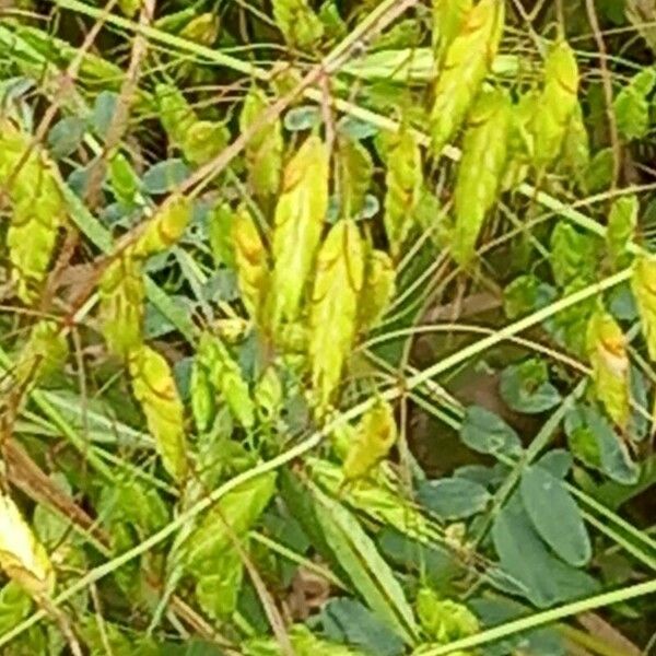 Bromus secalinus Кветка