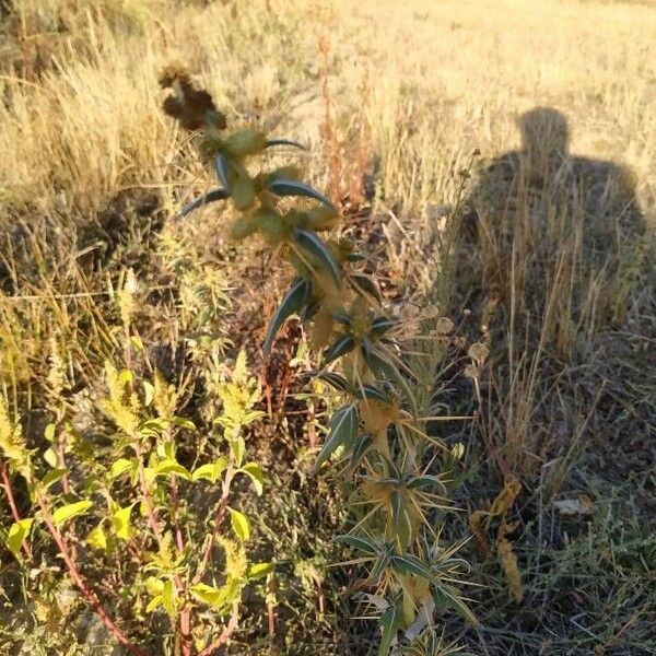 Xanthium spinosum Leaf