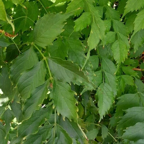 Campsis radicans Leaf