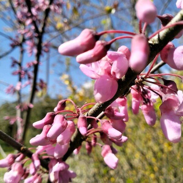 Cercis canadensis പുഷ്പം