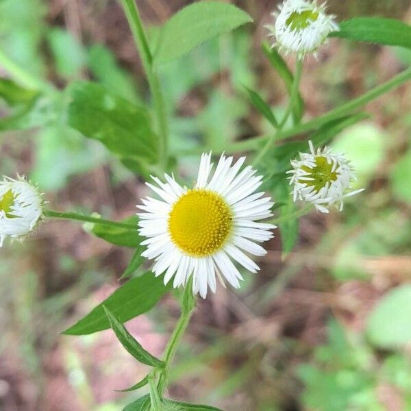 Erigeron strigosus 花