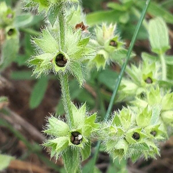 Stachys annua 果實