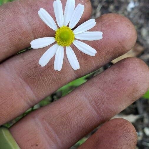 Matricaria recutita Цветок