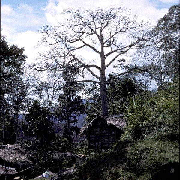 Ceiba pentandra موطن