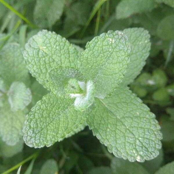 Mentha suaveolens Blad