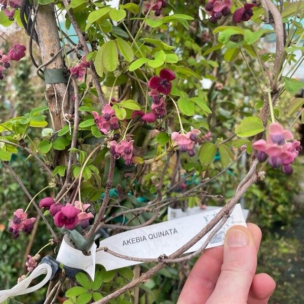 Akebia quinata Flower