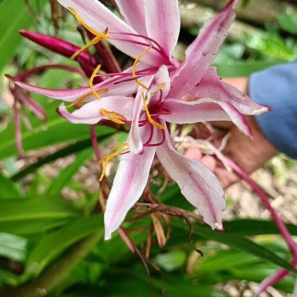 Crinum asiaticum Õis