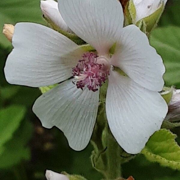 Althaea officinalis Blüte