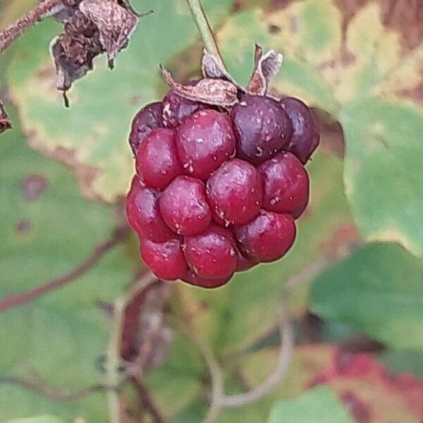 Rubus gratus Fruit