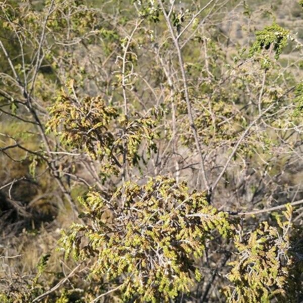 Juniperus monosperma ഇല