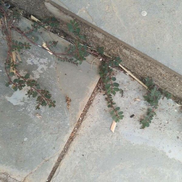Euphorbia chamaesyce (Spurge)