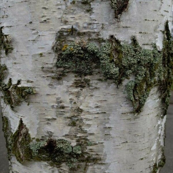 Betula pendula Bark