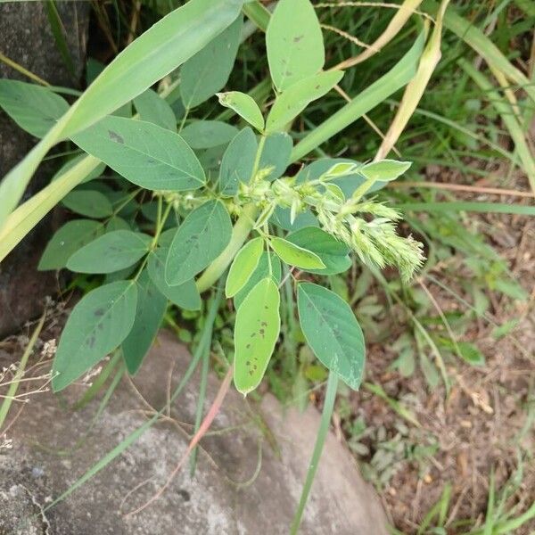 Desmodium tortuosum Лист