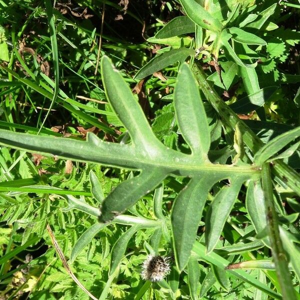 Centaurea scabiosa Leaf