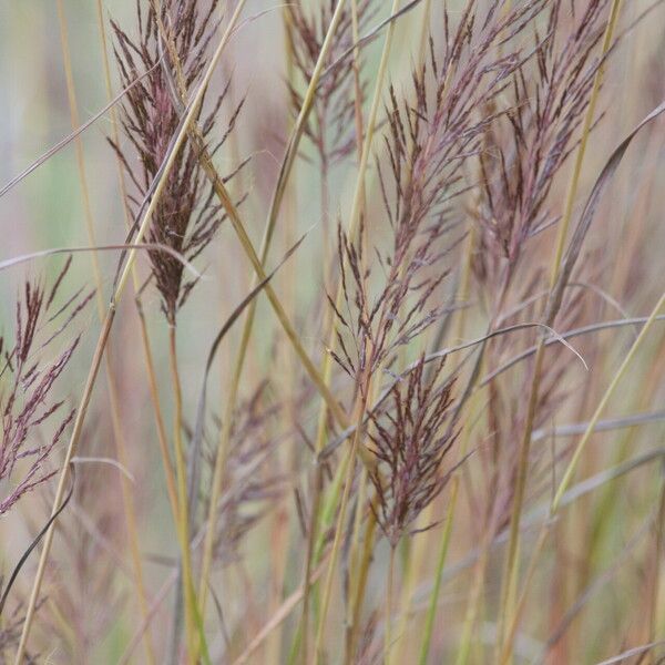 Bothriochloa bladhii 花