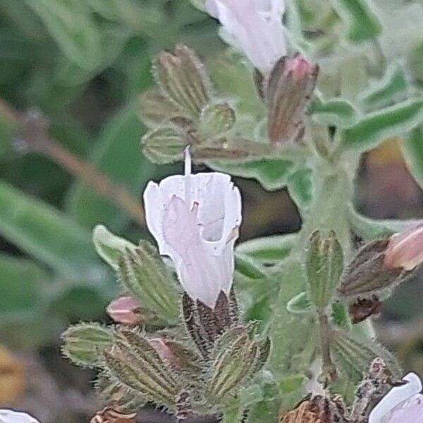 Salvia fruticosa Flower