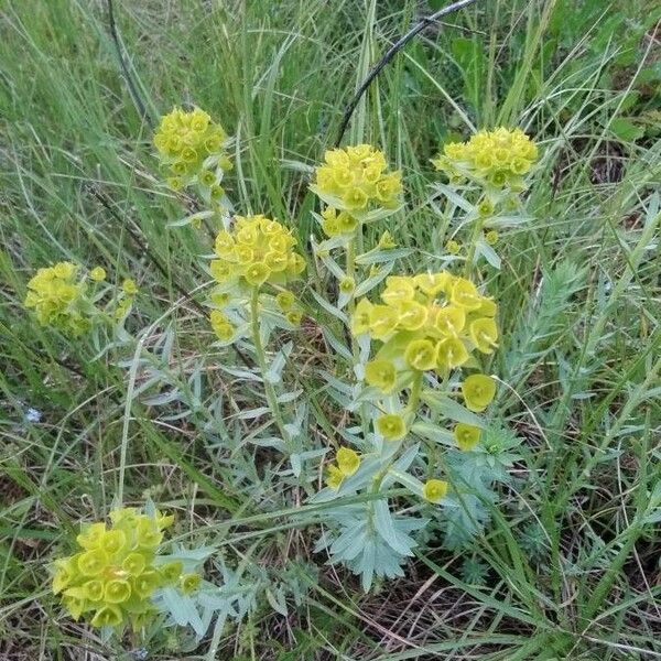 Euphorbia seguieriana Λουλούδι