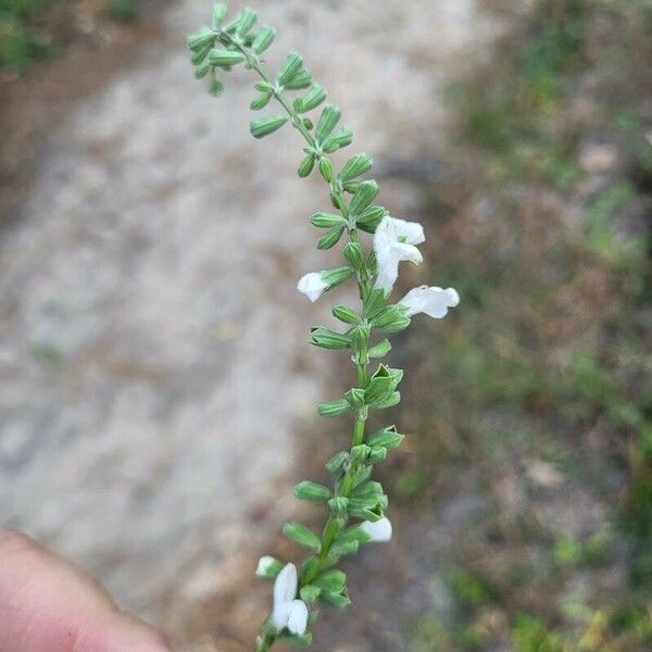 Salvia reflexa Λουλούδι