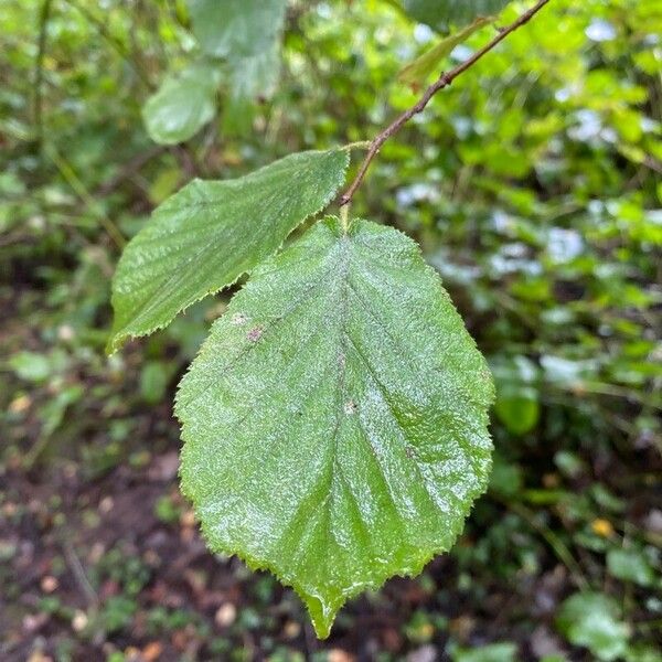 Corylus avellana Leaf