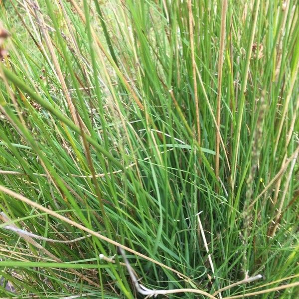 Juncus acutiflorus Liść