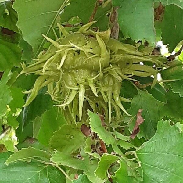 Corylus colurna 果実