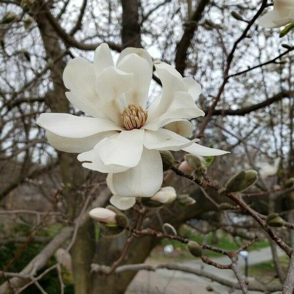 Magnolia kobus Λουλούδι