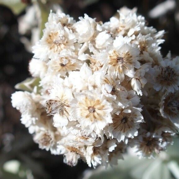 Helichrysum melaleucum Frukto