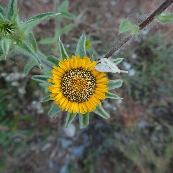 Pallenis spinosa Alia