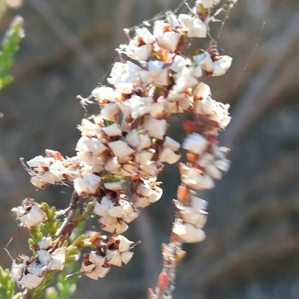 Erica lusitanica Цвят