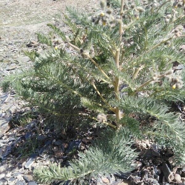 Achillea crithmifolia List