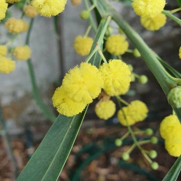 Acacia pycnantha Цветок