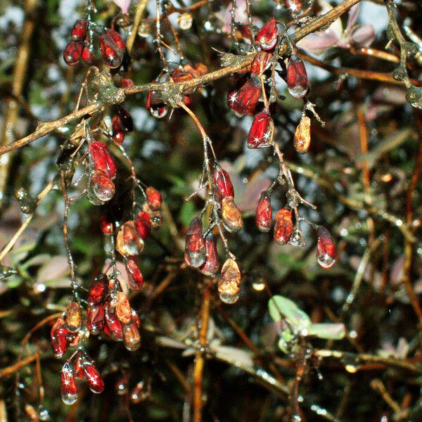 Berberis vulgaris Fruto