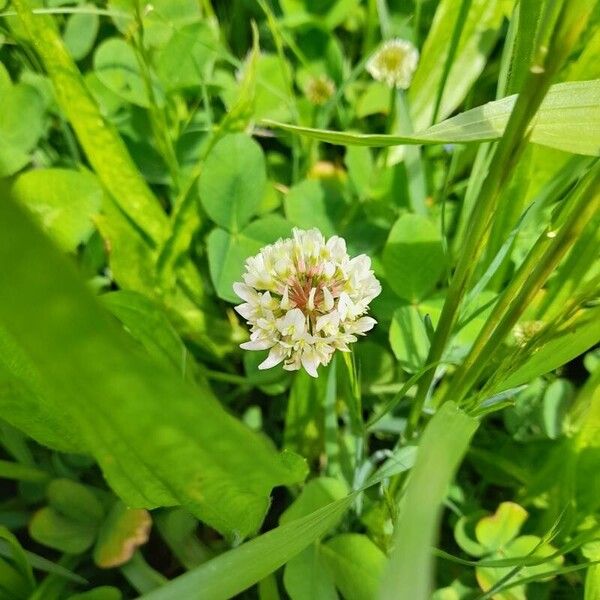 Trifolium repens 花