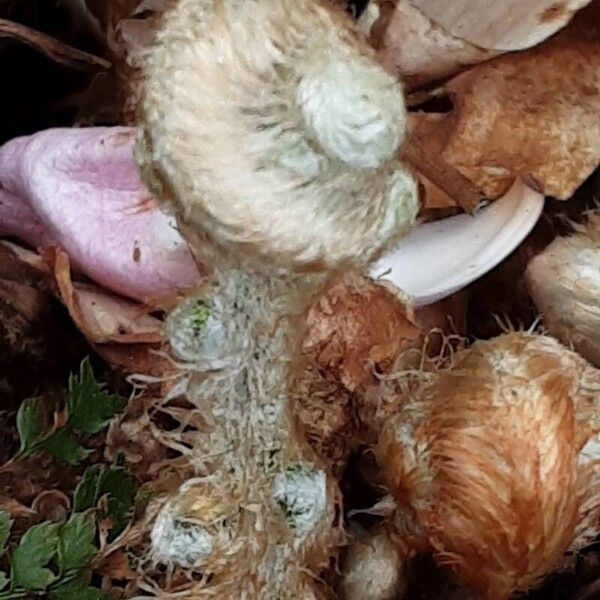 Polypodium cambricum Лист