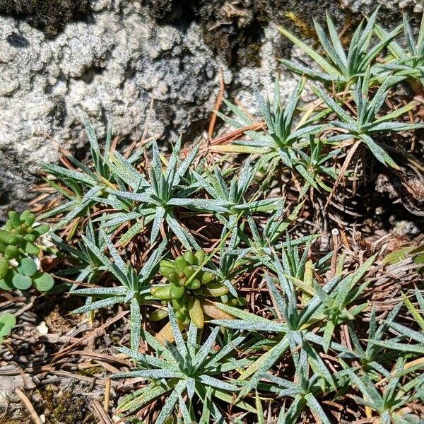 Acantholimon caryophyllaceum Feuille