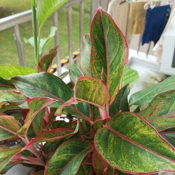 Aglaonema commutatum Feuille