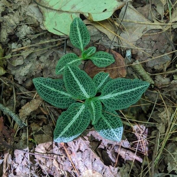 Goodyera pubescens পাতা