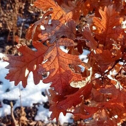 Quercus pyrenaica Leaf