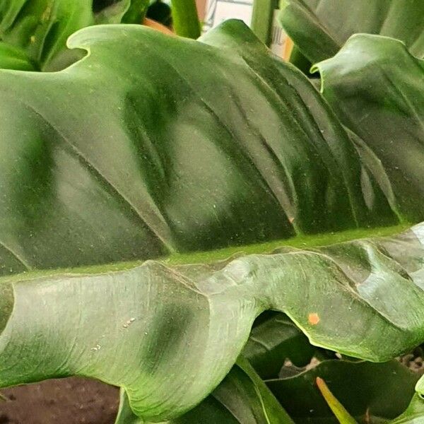 Philodendron bipennifolium Hostoa