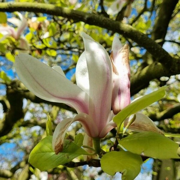 Magnolia × soulangeana Fleur