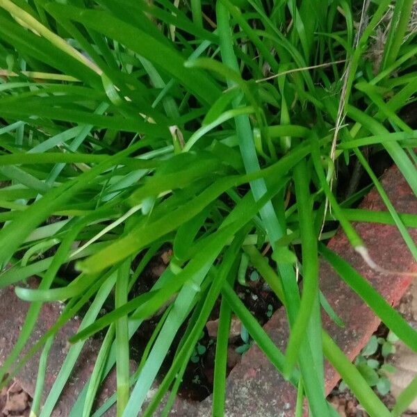 Zephyranthes rosea Leaf