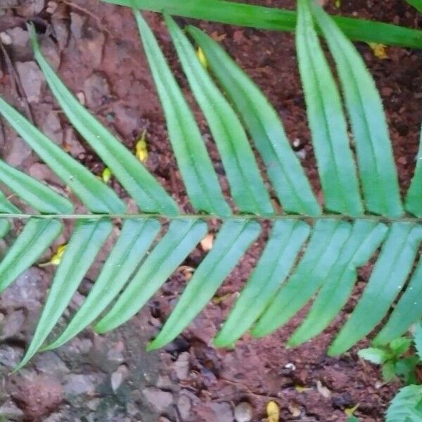 Pteris vittata Leaf