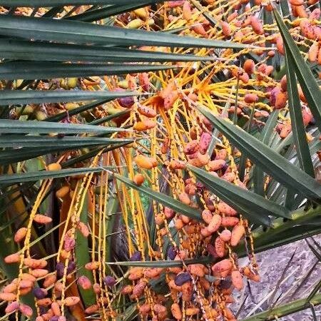 Phoenix canariensis Frucht