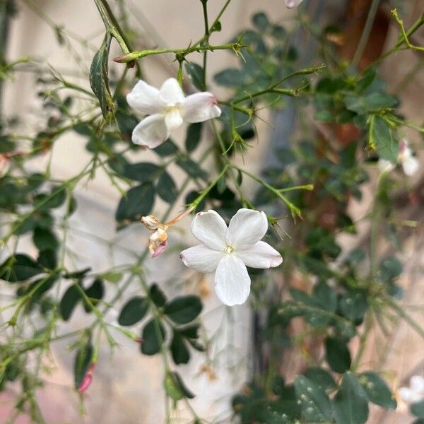 Jasminum grandiflorum Floro