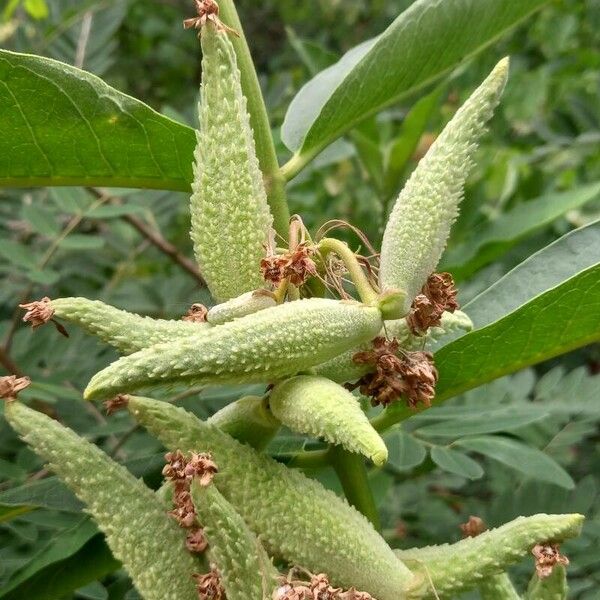 Asclepias syriaca Gyümölcs