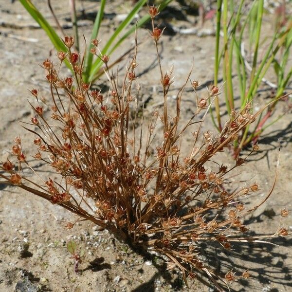 Juncus sphaerocarpus ফুল