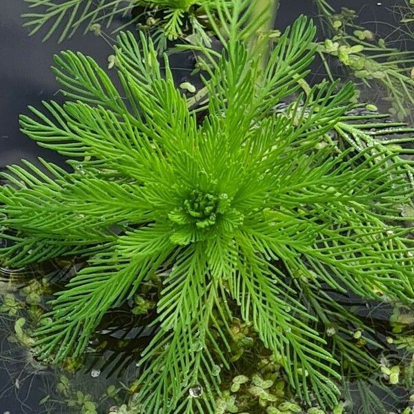 Myriophyllum aquaticum पत्ता