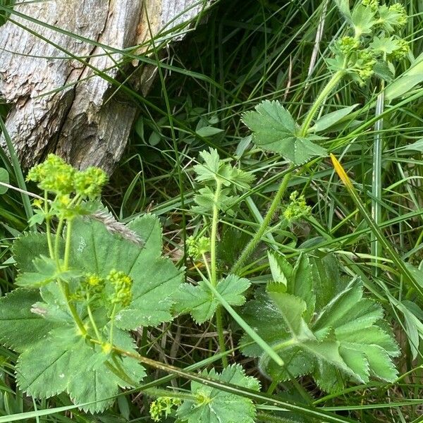 Alchemilla acutiloba Vivejo