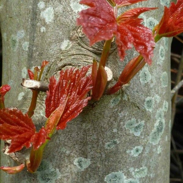 Acer rubrum Feuille