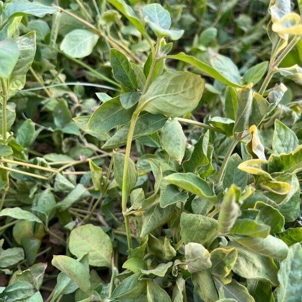 Barleria albostellata Habitus